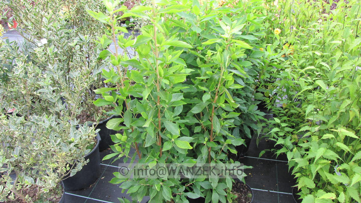 Clethra alnifolia - jung.JPG